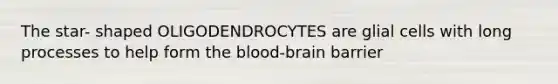 The star- shaped OLIGODENDROCYTES are glial cells with long processes to help form the blood-brain barrier