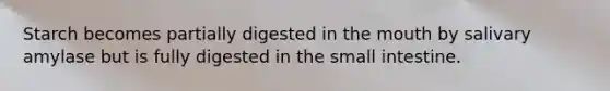 Starch becomes partially digested in the mouth by salivary amylase but is fully digested in the small intestine.