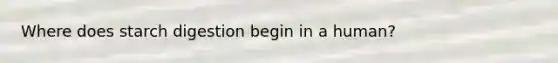 Where does starch digestion begin in a human?