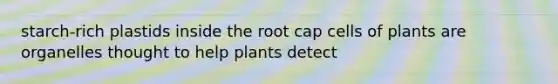 starch-rich plastids inside the root cap cells of plants are organelles thought to help plants detect