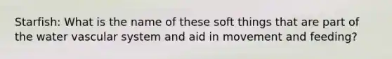 Starfish: What is the name of these soft things that are part of the water vascular system and aid in movement and feeding?
