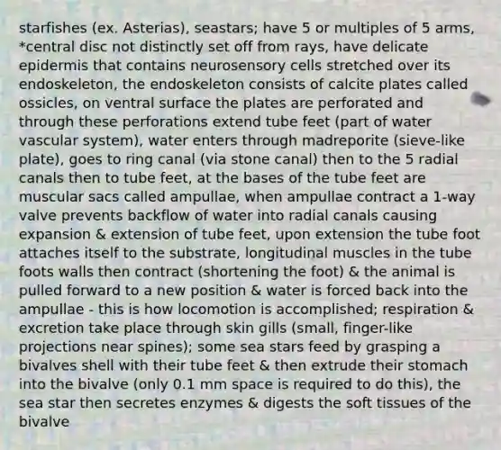 starfishes (ex. Asterias), seastars; have 5 or multiples of 5 arms, *central disc not distinctly set off from rays, have delicate epidermis that contains neurosensory cells stretched over its endoskeleton, the endoskeleton consists of calcite plates called ossicles, on ventral surface the plates are perforated and through these perforations extend tube feet (part of water vascular system), water enters through madreporite (sieve-like plate), goes to ring canal (via stone canal) then to the 5 radial canals then to tube feet, at the bases of the tube feet are muscular sacs called ampullae, when ampullae contract a 1-way valve prevents backflow of water into radial canals causing expansion & extension of tube feet, upon extension the tube foot attaches itself to the substrate, longitudinal muscles in the tube foots walls then contract (shortening the foot) & the animal is pulled forward to a new position & water is forced back into the ampullae - this is how locomotion is accomplished; respiration & excretion take place through skin gills (small, finger-like projections near spines); some sea stars feed by grasping a bivalves shell with their tube feet & then extrude their stomach into the bivalve (only 0.1 mm space is required to do this), the sea star then secretes enzymes & digests the soft tissues of the bivalve