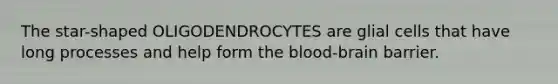 The star-shaped OLIGODENDROCYTES are glial cells that have long processes and help form the blood-brain barrier.