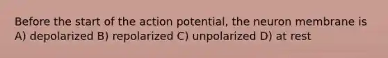 Before the start of the action potential, the neuron membrane is A) depolarized B) repolarized C) unpolarized D) at rest