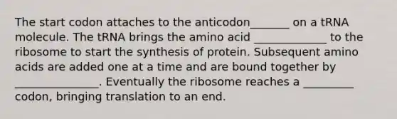 The start codon attaches to the anticodon_______ on a tRNA molecule. The tRNA brings the amino acid _____________ to the ribosome to start the synthesis of protein. Subsequent amino acids are added one at a time and are bound together by _______________. Eventually the ribosome reaches a _________ codon, bringing translation to an end.