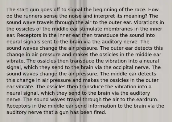 The start gun goes off to signal the beginning of the race. How do the runners sense the noise and interpret its meaning? The sound wave travels through the air to the outer ear. Vibrations in the ossicles of the middle ear stimulate membranes in the inner ear. Receptors in the inner ear then transduce the sound into neural signals sent to the brain via the auditory nerve. The sound waves change the air pressure. The outer ear detects this change in air pressure and makes the ossicles in the middle ear vibrate. The ossicles then transduce the vibration into a neural signal, which they send to the brain via the occipital nerve. The sound waves change the air pressure. The middle ear detects this change in air pressure and makes the ossicles in the outer ear vibrate. The ossicles then transduce the vibration into a neural signal, which they send to the brain via the auditory nerve. The sound waves travel through the air to the eardrum. Receptors in the middle ear send information to the brain via the auditory nerve that a gun has been fired.