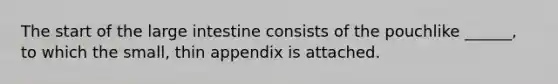 The start of the large intestine consists of the pouchlike ______, to which the small, thin appendix is attached.