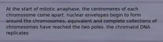 At the start of mitotic anaphase, the centromeres of each chromosome come apart. nuclear envelopes begin to form around the chromosomes. equivalent and complete collections of chromosomes have reached the two poles. the chromatid DNA replicates