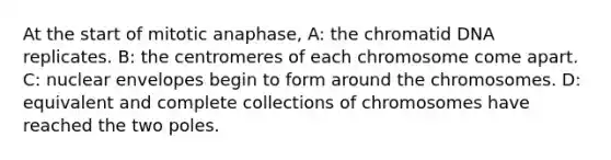 At the start of mitotic anaphase, A: the chromatid DNA replicates. B: the centromeres of each chromosome come apart. C: nuclear envelopes begin to form around the chromosomes. D: equivalent and complete collections of chromosomes have reached the two poles.