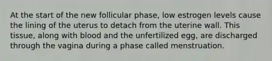 At the start of the new follicular phase, low estrogen levels cause the lining of the uterus to detach from the uterine wall. This tissue, along with blood and the unfertilized egg, are discharged through the vagina during a phase called menstruation.