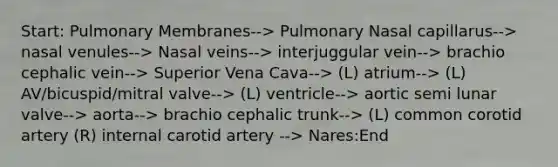 Start: Pulmonary Membranes--> Pulmonary Nasal capillarus--> nasal venules--> Nasal veins--> interjuggular vein--> brachio cephalic vein--> Superior Vena Cava--> (L) atrium--> (L) AV/bicuspid/mitral valve--> (L) ventricle--> aortic semi lunar valve--> aorta--> brachio cephalic trunk--> (L) common corotid artery (R) internal carotid artery --> Nares:End