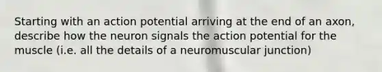 Starting with an action potential arriving at the end of an axon, describe how the neuron signals the action potential for the muscle (i.e. all the details of a neuromuscular junction)