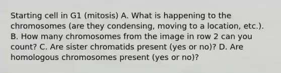 Starting cell in G1 (mitosis) A. What is happening to the chromosomes (are they condensing, moving to a location, etc.). B. How many chromosomes from the image in row 2 can you count? C. Are sister chromatids present (yes or no)? D. Are homologous chromosomes present (yes or no)?