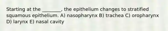 Starting at the ________, the epithelium changes to stratified squamous epithelium. A) nasopharynx B) trachea C) oropharynx D) larynx E) nasal cavity