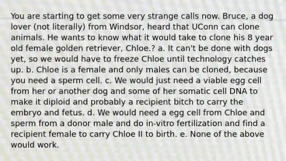 You are starting to get some very strange calls now. Bruce, a dog lover (not literally) from Windsor, heard that UConn can clone animals. He wants to know what it would take to clone his 8 year old female golden retriever, Chloe.? a. It can't be done with dogs yet, so we would have to freeze Chloe until technology catches up. b. Chloe is a female and only males can be cloned, because you need a sperm cell. c. We would just need a viable egg cell from her or another dog and some of her somatic cell DNA to make it diploid and probably a recipient bitch to carry the embryo and fetus. d. We would need a egg cell from Chloe and sperm from a donor male and do in-vitro fertilization and find a recipient female to carry Chloe II to birth. e. None of the above would work.