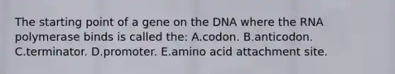 The starting point of a gene on the DNA where the RNA polymerase binds is called the: A.codon. B.anticodon. C.terminator. D.promoter. E.amino acid attachment site.