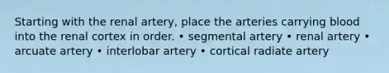 Starting with the renal artery, place the arteries carrying blood into the renal cortex in order. • segmental artery • renal artery • arcuate artery • interlobar artery • cortical radiate artery