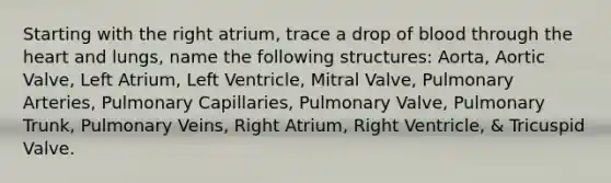 Starting with the right atrium, trace a drop of blood through the heart and lungs, name the following structures: Aorta, Aortic Valve, Left Atrium, Left Ventricle, Mitral Valve, Pulmonary Arteries, Pulmonary Capillaries, Pulmonary Valve, Pulmonary Trunk, Pulmonary Veins, Right Atrium, Right Ventricle, & Tricuspid Valve.