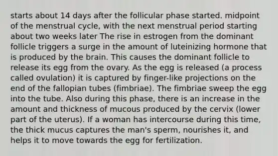 starts about 14 days after the follicular phase started. midpoint of the menstrual cycle, with the next menstrual period starting about two weeks later The rise in estrogen from the dominant follicle triggers a surge in the amount of luteinizing hormone that is produced by <a href='https://www.questionai.com/knowledge/kLMtJeqKp6-the-brain' class='anchor-knowledge'>the brain</a>. This causes the dominant follicle to release its egg from the ovary. As the egg is released (a process called ovulation) it is captured by finger-like projections on the end of the fallopian tubes (fimbriae). The fimbriae sweep the egg into the tube. Also during this phase, there is an increase in the amount and thickness of mucous produced by the cervix (lower part of the uterus). If a woman has intercourse during this time, the thick mucus captures the man's sperm, nourishes it, and helps it to move towards the egg for fertilization.