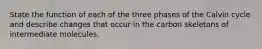 State the function of each of the three phases of the Calvin cycle and describe changes that occur in the carbon skeletons of intermediate molecules.
