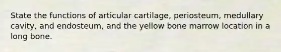 State the functions of articular cartilage, periosteum, medullary cavity, and endosteum, and the yellow bone marrow location in a long bone.