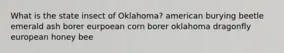 What is the state insect of Oklahoma? american burying beetle emerald ash borer eurpoean corn borer oklahoma dragonfly european honey bee