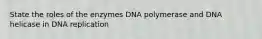 State the roles of the enzymes DNA polymerase and DNA helicase in DNA replication