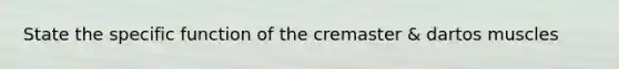 State the specific function of the cremaster & dartos muscles