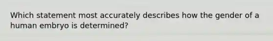 Which statement most accurately describes how the gender of a human embryo is determined?