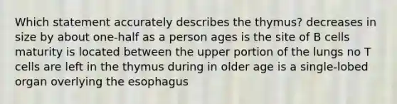 Which statement accurately describes the thymus? decreases in size by about one-half as a person ages is the site of B cells maturity is located between the upper portion of the lungs no T cells are left in the thymus during in older age is a single-lobed organ overlying the esophagus