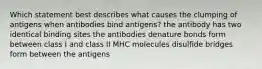 Which statement best describes what causes the clumping of antigens when antibodies bind antigens? the antibody has two identical binding sites the antibodies denature bonds form between class I and class II MHC molecules disulﬁde bridges form between the antigens