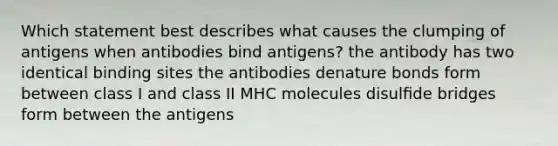 Which statement best describes what causes the clumping of antigens when antibodies bind antigens? the antibody has two identical binding sites the antibodies denature bonds form between class I and class II MHC molecules disulﬁde bridges form between the antigens