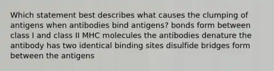 Which statement best describes what causes the clumping of antigens when antibodies bind antigens? bonds form between class I and class II MHC molecules the antibodies denature the antibody has two identical binding sites disulfide bridges form between the antigens