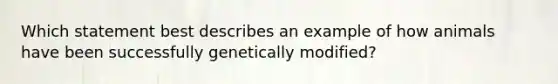 Which statement best describes an example of how animals have been successfully genetically modified?