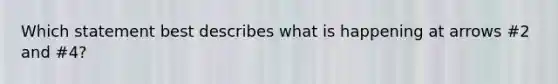 Which statement best describes what is happening at arrows #2 and #4?