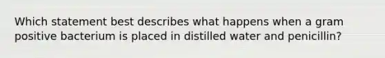 Which statement best describes what happens when a gram positive bacterium is placed in distilled water and penicillin?