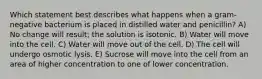 Which statement best describes what happens when a gram-negative bacterium is placed in distilled water and penicillin? A) No change will result; the solution is isotonic. B) Water will move into the cell. C) Water will move out of the cell. D) The cell will undergo osmotic lysis. E) Sucrose will move into the cell from an area of higher concentration to one of lower concentration.