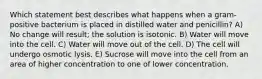 Which statement best describes what happens when a gram-positive bacterium is placed in distilled water and penicillin? A) No change will result; the solution is isotonic. B) Water will move into the cell. C) Water will move out of the cell. D) The cell will undergo osmotic lysis. E) Sucrose will move into the cell from an area of higher concentration to one of lower concentration.