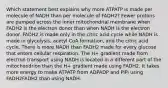 Which statement best explains why more ATPATP is made per molecule of NADH than per molecule of FADH2? Fewer protons are pumped across the inner mitochondrial membrane when FADH2 is the electron donor than when NADH is the electron donor. FADH2 is made only in the citric acid cycle while NADH is made in glycolysis, acetyl CoA formation, and the citric acid cycle. There is more NADH than FADH2 made for every glucose that enters cellular respiration. The H+ gradient made from electron transport using NADH is located in a different part of the mitochondrion than the H+ gradient made using FADH2. It takes more energy to make ATPATP from ADPADP and PiPi using FADH2FADH2 than using NADH.