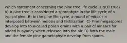 Which statement concerning the pine tree life cycle is NOT true? A) A pine tree is considered a sporophyte in the life cycle of a typical pine. B) In the pine life cycle, a round of mitosis is interposed between meiosis and fertilization. C) Pine megaspores develop into four-celled pollen grains with a pair of air sacs for added buoyancy when released into the air. D) Both the male and the female pine gametophyte develop from spores.