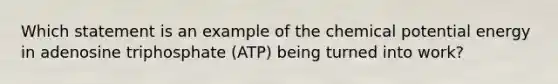 Which statement is an example of the chemical potential energy in adenosine triphosphate (ATP) being turned into work?