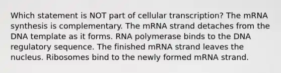 Which statement is NOT part of cellular transcription? The mRNA synthesis is complementary. The mRNA strand detaches from the DNA template as it forms. RNA polymerase binds to the DNA regulatory sequence. The finished mRNA strand leaves the nucleus. Ribosomes bind to the newly formed mRNA strand.