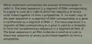 Which statement summarizes the process of transcription in cells? A. The base sequence in a segment of DNA corresponding to a gene is used as a code to direct the sequence of amino acids linked together to form a polypeptide. B. An exact copy of the base sequence in a segment of DNA corresponding to a gene is synthesized as a segment of RNA. C. The base sequence in a segment of DNA corresponding to a gene is used as a template to form the complementary sequence in a segment of RNA. D. The base sequence in an RNA molecule is used as a code to direct the sequence of amino acids linked together to form a polypeptide.