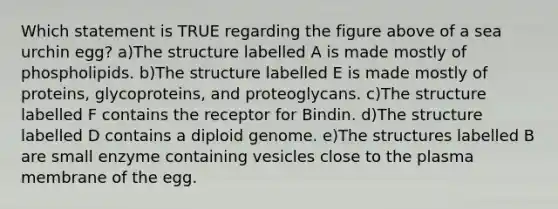 Which statement is TRUE regarding the figure above of a sea urchin egg? a)The structure labelled A is made mostly of phospholipids. b)The structure labelled E is made mostly of proteins, glycoproteins, and proteoglycans. c)The structure labelled F contains the receptor for Bindin. d)The structure labelled D contains a diploid genome. e)The structures labelled B are small enzyme containing vesicles close to the plasma membrane of the egg.