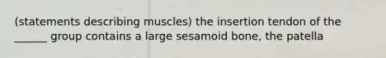 (statements describing muscles) the insertion tendon of the ______ group contains a large sesamoid bone, the patella