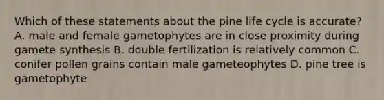 Which of these statements about the pine life cycle is accurate? A. male and female gametophytes are in close proximity during gamete synthesis B. double fertilization is relatively common C. conifer pollen grains contain male gameteophytes D. pine tree is gametophyte