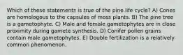 Which of these statements is true of the pine life cycle? A) Cones are homologous to the capsules of moss plants. B) The pine tree is a gametophyte. C) Male and female gametophytes are in close proximity during gamete synthesis. D) Conifer pollen grains contain male gametophytes. E) Double fertilization is a relatively common phenomenon.