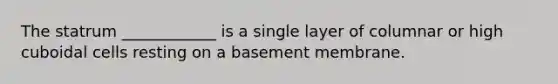 The statrum ____________ is a single layer of columnar or high cuboidal cells resting on a basement membrane.