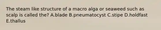 The steam like structure of a macro alga or seaweed such as scalp is called the? A.blade B.pneumatocyst C.stipe D.holdfast E.thallus