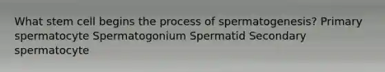 What stem cell begins the process of spermatogenesis? Primary spermatocyte Spermatogonium Spermatid Secondary spermatocyte